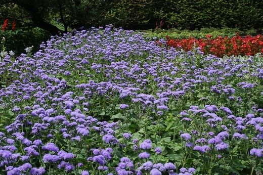 Ogród botaniczny w Zabrzu