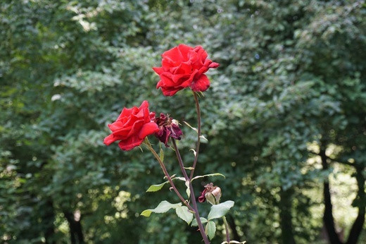 Ogród botaniczny w Zabrzu
