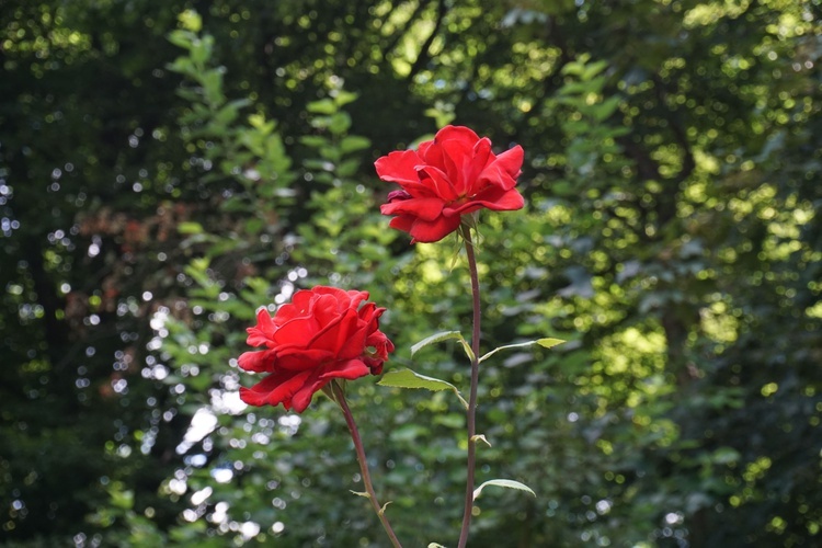 Ogród botaniczny w Zabrzu