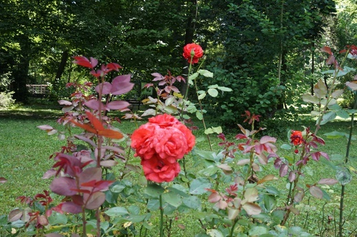 Ogród botaniczny w Zabrzu