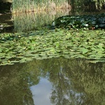 Ogród botaniczny w Zabrzu