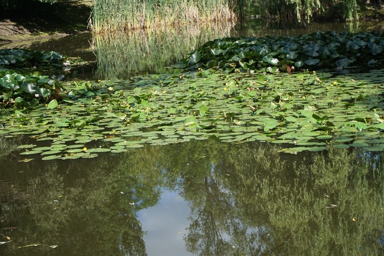 Ogród botaniczny w Zabrzu