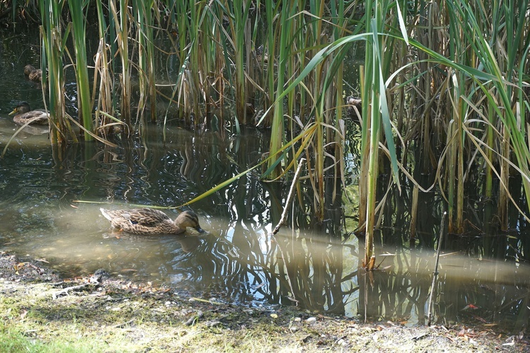 Ogród botaniczny w Zabrzu