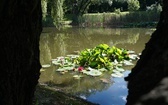 Ogród botaniczny w Zabrzu