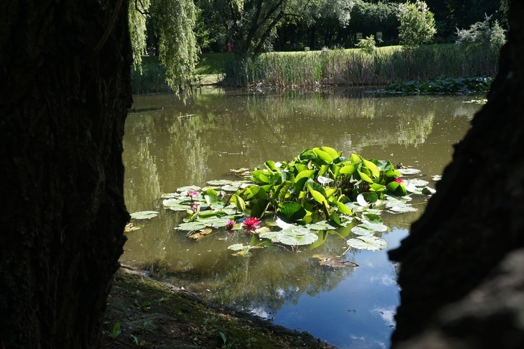 Ogród botaniczny w Zabrzu