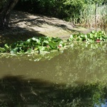 Ogród botaniczny w Zabrzu