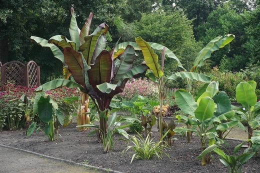 Ogród botaniczny w Zabrzu
