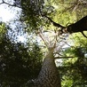 Wśród obiektów przyrody wybranych do objęcia ochroną, zdecydowanie przeważają drzewa.