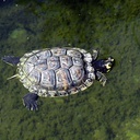 Groźny żółw nad Wigrami
