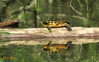 Drapieżny żółw z Kalifornii złapany w Wigierskim Parku Narodowym