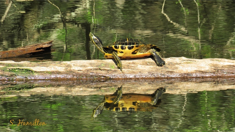 Drapieżny żółw z Kalifornii złapany w Wigierskim Parku Narodowym