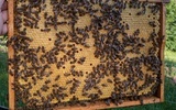 Pszczelarze w Krynicy czekają na spadź.