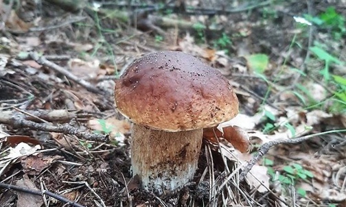 17.08.20| Grzybów nie ma