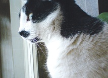 Kupując tę specjalną wejściówkę, mamy 7 dni na odwiedziny w dwóch oddziałach Muzeum Krakowa. Na zdjęciu  arystokrata Hipolit.