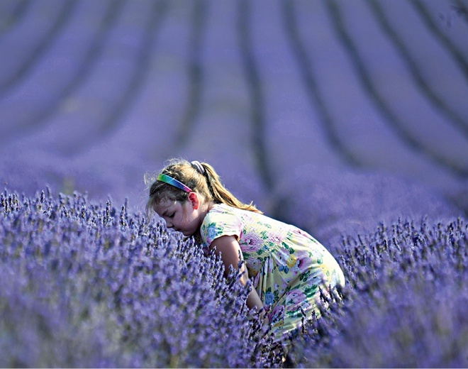 Dziewczynka na farmie lawendy.
Hitchen,
Wielka Brytania, 12 sierpnia 2020 r.