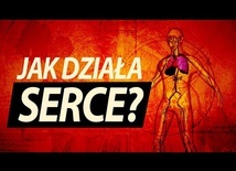 Serce: co jest w środku?