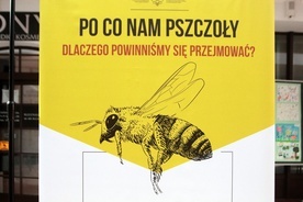 Lubań. Z zapylaczami się "opyla"