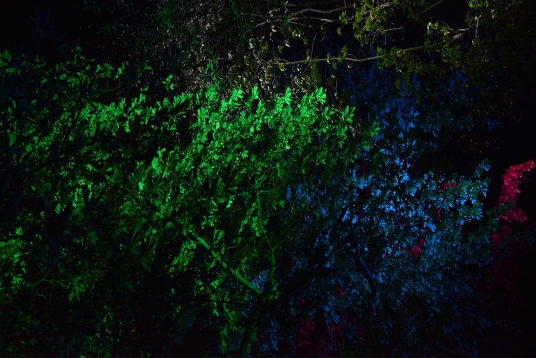 Skierniewice. Festiwal światła