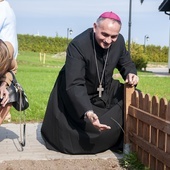 Żonkile rosną mimo pandemii. Pola Nadziei w Darłowie 