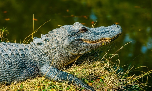 Wrocław: Udało się złapać poszukiwanego nad Odrą aligatora