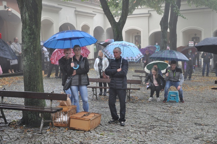 Pielgrzymka hodowców gołębi i orkiestr kalwaryjskich