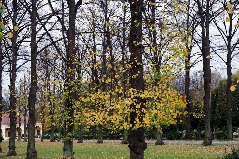 Zamknięty cmentarz Centralny