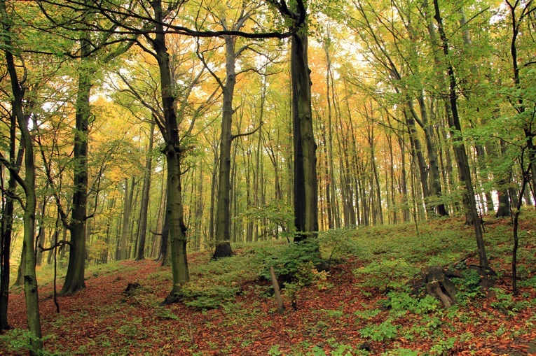 Czarnocin: Szwajcaria Śląska