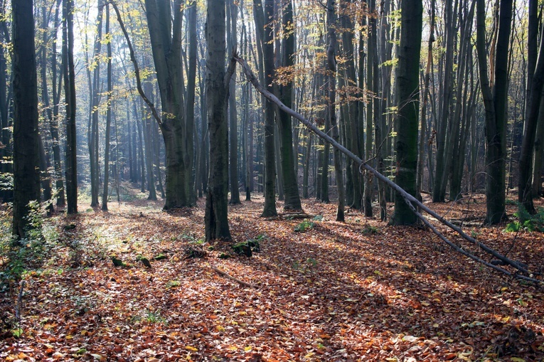 Czarnocin: Szwajcaria Śląska