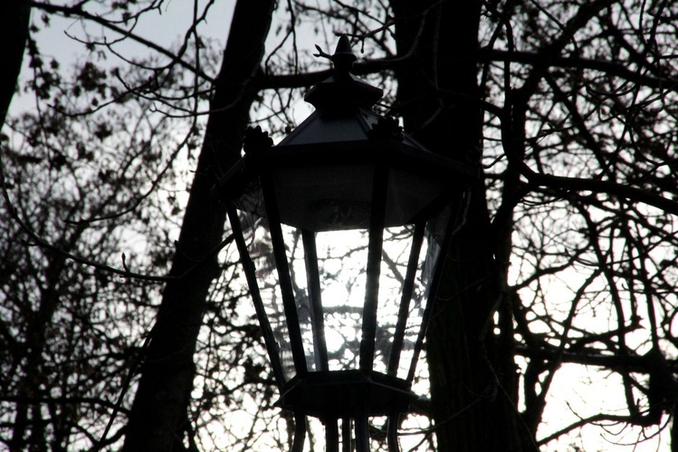 Nowe oświetlenie w parku dzikowskim