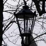 Nowe oświetlenie w parku dzikowskim