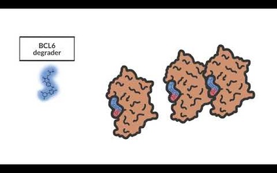 Small-molecule-induced protein polymerization