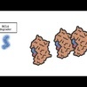 Small-molecule-induced protein polymerization