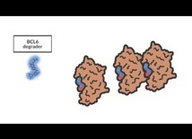 Small-molecule-induced protein polymerization