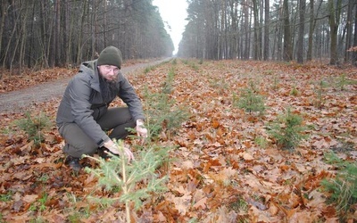 Na takie sadzonki świerka pospolitego trzeba poczekać od ośmiu do dziesięciu lat.