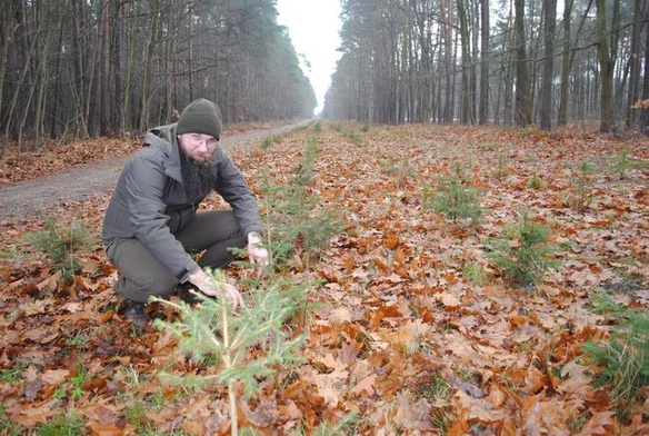 Na takie sadzonki świerka pospolitego trzeba poczekać od ośmiu do dziesięciu lat.