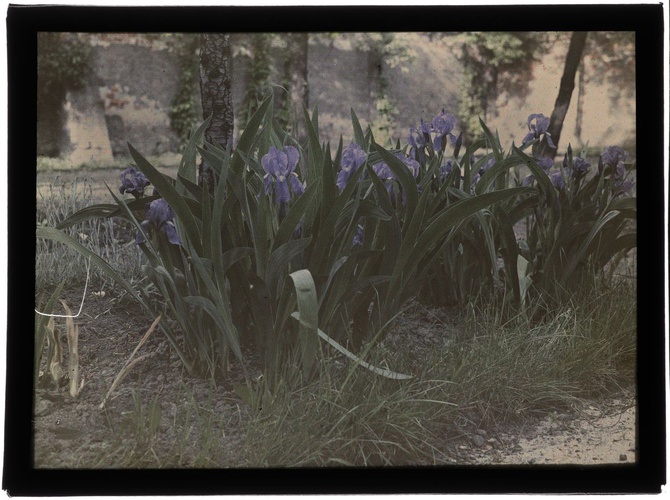 Autochromy prof. Jana Zdzisława Włodka