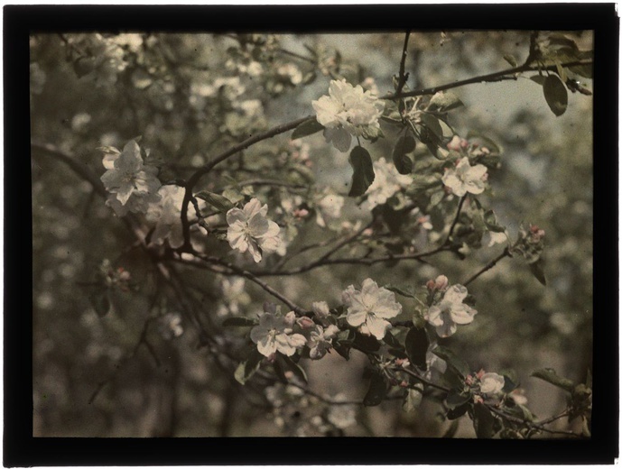 Autochromy prof. Jana Zdzisława Włodka