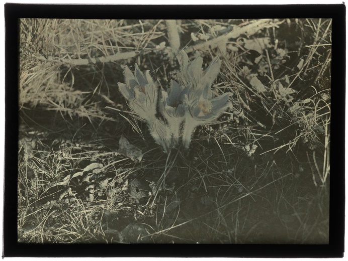 Autochromy prof. Jana Zdzisława Włodka