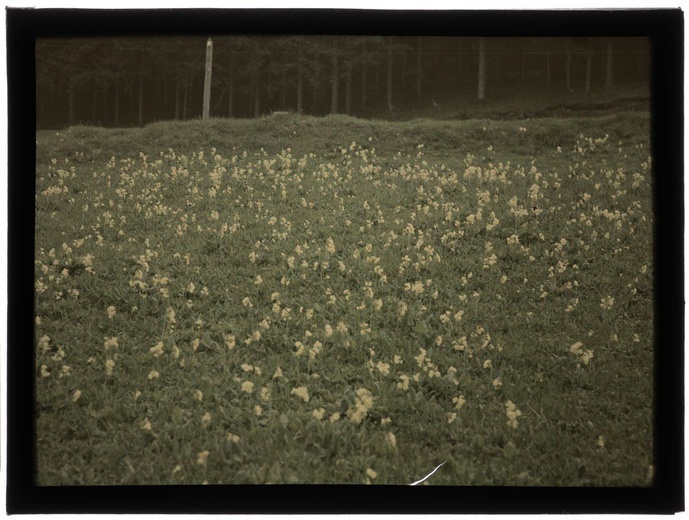 Autochromy prof. Jana Zdzisława Włodka