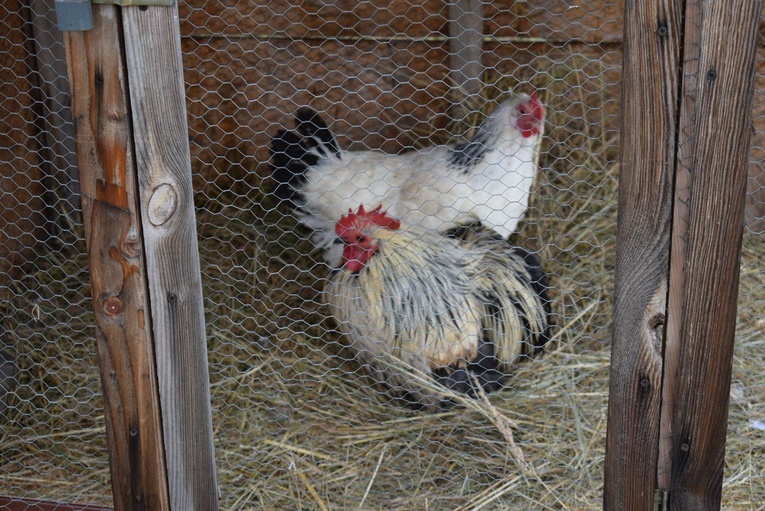 Żywa szopka w Sandomierzu