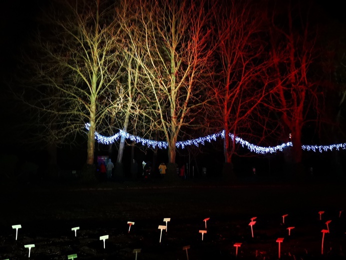 Zimowa iluminacja Ogrodu Botanicznego we Wrocławiu