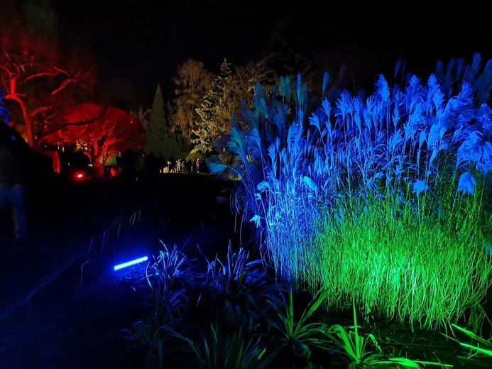 Zimowa iluminacja Ogrodu Botanicznego we Wrocławiu