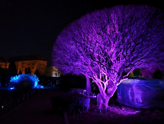 Zimowa iluminacja Ogrodu Botanicznego we Wrocławiu