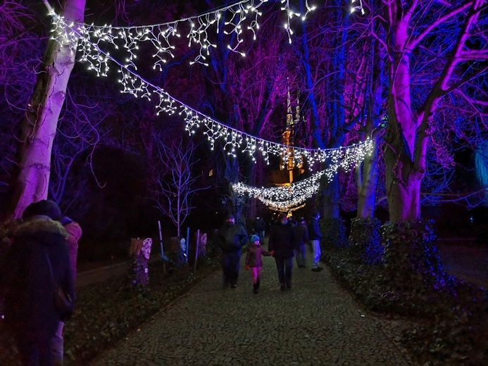 Zimowa iluminacja Ogrodu Botanicznego we Wrocławiu