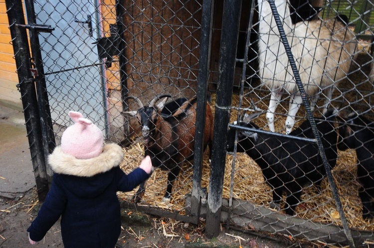 Żywa szopka w krakowskim ZOO 2020