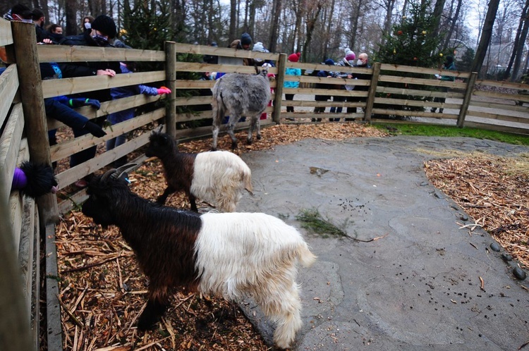 Żywa szopka w krakowskim ZOO 2020