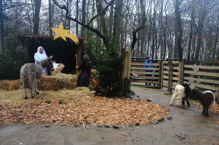 Żywa szopka w krakowskim ZOO 2020