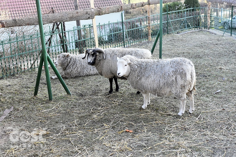 Żywa szopka w Starczowie