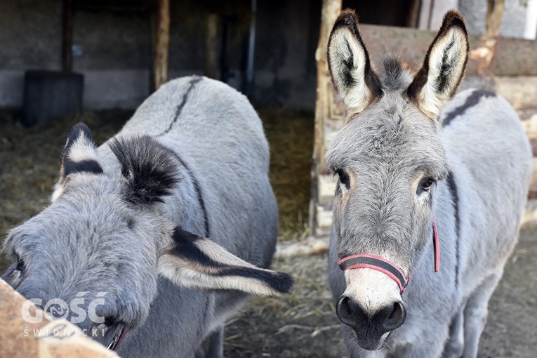 Żywa szopka w Starczowie
