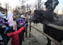 Błonie. Lama i dwa wielbłądy